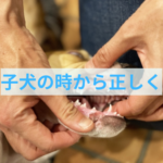 子犬の「今」が未来を決める