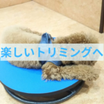 噛んだり暴れたりするトリミングをなくすために