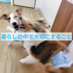 わんちゃんの日々の暮らしで大切にしてあげること