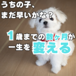 子犬のしつけはﾞいつからﾞ始めるのが正解？