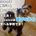 登校した子犬たちはどんな1日を過ごしているの？