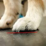 わんちゃんの爪切りの長さの基準