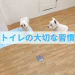 大切にしてほしい「お家トイレ」の習慣