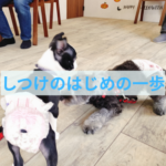 「何をしたら良いのか分からない」飼い主さんのしつけの第一歩