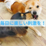 毎日を退屈しないために飼い主さんができること