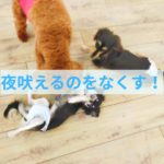 寝る時にケージから吠える時の対処法