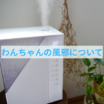 わんちゃんの「風邪」について知っておくこと