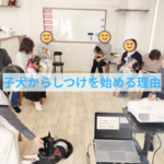 子犬の時期からしつけを始める理由