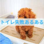 ケージの外でトイレを失敗する時の対処法