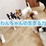 わんちゃんのﾞ生きる力ﾞ