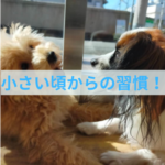 子犬から始める歯磨き習慣の重要性