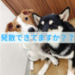 しつけの第一歩って何？