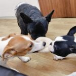 身近だけどしつけに影響がとても大きいこと