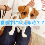 食事中に吠える時の対処法とNG行動
