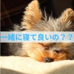 ケージで寝かせようとすると吠える時の対処法と考え方