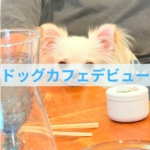 ドッグカフェでわんちゃんと楽しく過ごすコツ