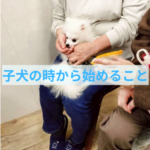 子犬の時期から正しく歯磨き練習をする理由