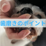 わんちゃんの歯磨きをする時に大事な場所とは？