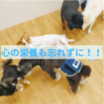 わんちゃんの心を健康に育てるために必要なこと