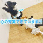 子犬のしつけや生活を充実させるために必要なこと