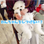 わんちゃんのしつけはわんちゃんをしつけない理由