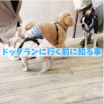 ドッグランに行く前に飼い主さんが知っておくこと
