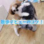 散歩デビューを失敗しない３つのポイント