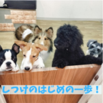 しつけの第一歩