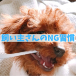 飼い主さんがやりがちな歯磨きNG習慣
