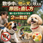 散歩中に他の犬に吠える原因と直し方！飼い主さんが今日からできる2つの教育