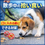散歩で石や葉っぱを食べる！拾い食いを減らす最初の一手