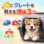 子犬の時からクレートを教える3つの理由