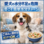 愛犬の水分不足は危険！冬こそやるべき簡単水分チャージ術