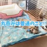 丸呑みの心配が消える！わんちゃんの食事習性と対策まとめ