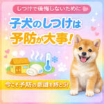子犬のしつけは予防が9割｜後悔しないために今すぐ始めること