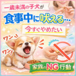 一歳未満の子犬が食事中に吠える…今すぐやめたい家族のNG行動
