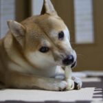 歯磨きガムの落とし穴｜愛犬を守るための安全な与え方