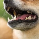 なぜわんちゃんの歯磨きを伝え続けるのか｜歯周病をなくしたい本当の理由