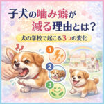 子犬の噛み癖が減る理由とは？わんちゃんの学校で起こる3つの変化