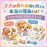 子犬が暴れる噛む吠える本当の理由とは？しつけの前にやるべき3つの遊び