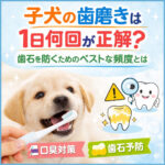 子犬の歯磨きは1日何回が正解？歯石を防ぐためのベストな頻度とは