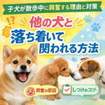 子犬が散歩中に興奮する理由と対策