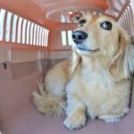 わんちゃんのしつけにご褒美は必要？