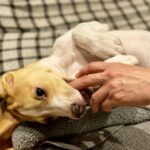 子犬が毎日甘噛みしてくる理由とは？子犬と上手に向き合う3ステップ