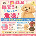 【要注意】犬の歯磨きをしないと危険！3歳で80％が歯周病になる理由とは