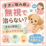 子犬の噛み癖は無視で治らない？本当の原因と正しい対処法とは