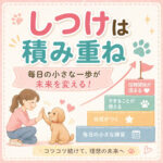 子犬のしつけは毎日の積み重ねが9割失敗しないための正しい習慣とは