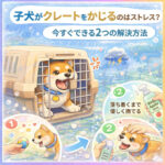 子犬がクレートをかじるのはストレス？今すぐできる2つの解決方法