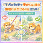 【子犬が散歩で歩かない理由】無理に歩かせるのは逆効果！