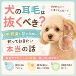 犬の耳毛は抜くべき？外耳炎を防ぐために知っておきたい本当の話